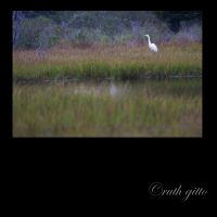 Egret in the Meadows